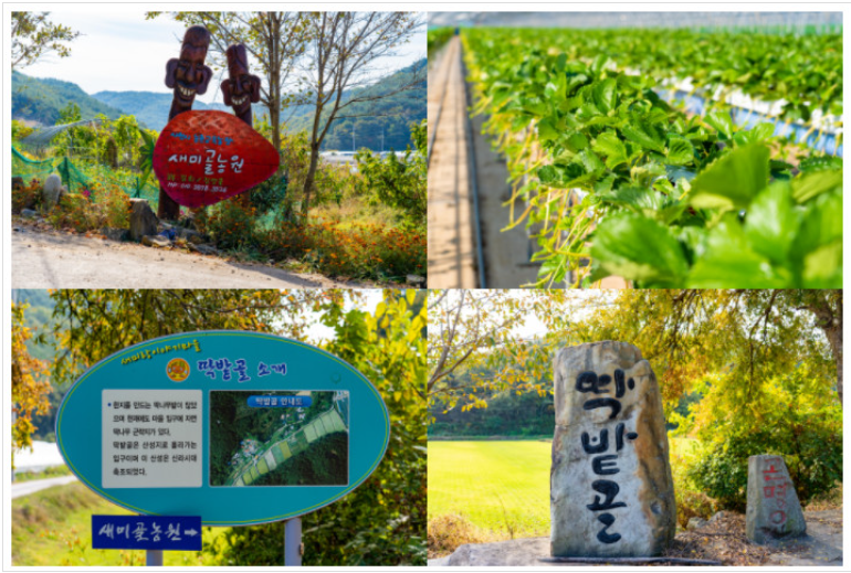 새미골농원 입구와 딸기 재배 모습, 주변 풍경